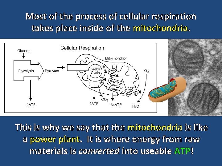 Most of the process of cellular respiration takes place inside of the mitochondria. This