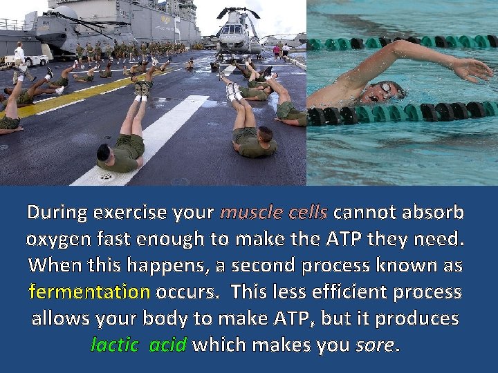 During exercise your muscle cells cannot absorb oxygen fast enough to make the ATP