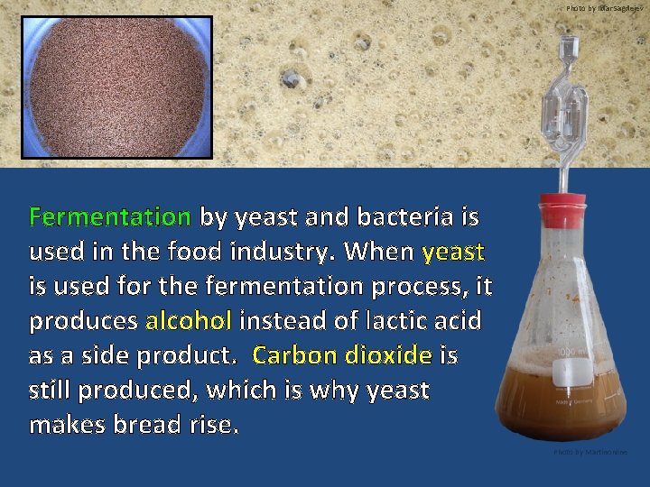 Photo by Ildar Sagdejev Fermentation by yeast and bacteria is used in the food