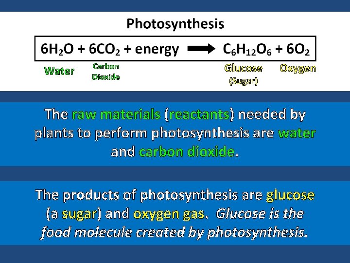 Water Carbon Dioxide Glucose (Sugar) Oxygen The raw materials (reactants) needed by plants to