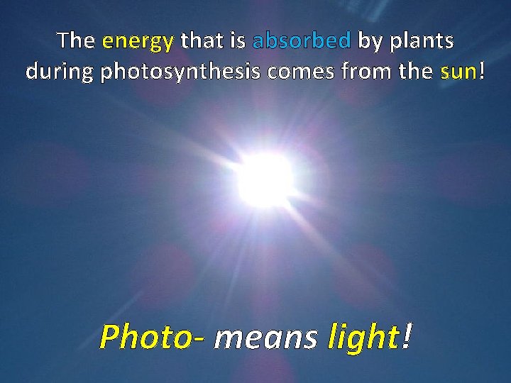 The energy that is absorbed by plants during photosynthesis comes from the sun! Photo-
