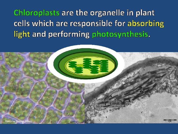 Chloroplasts are the organelle in plant cells which are responsible for absorbing light and