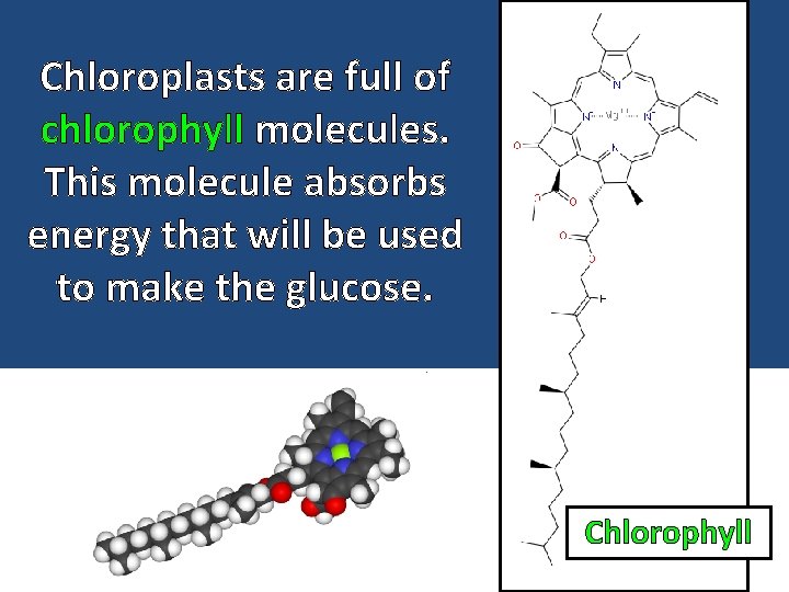 Chloroplasts are full of chlorophyll molecules. This molecule absorbs energy that will be used