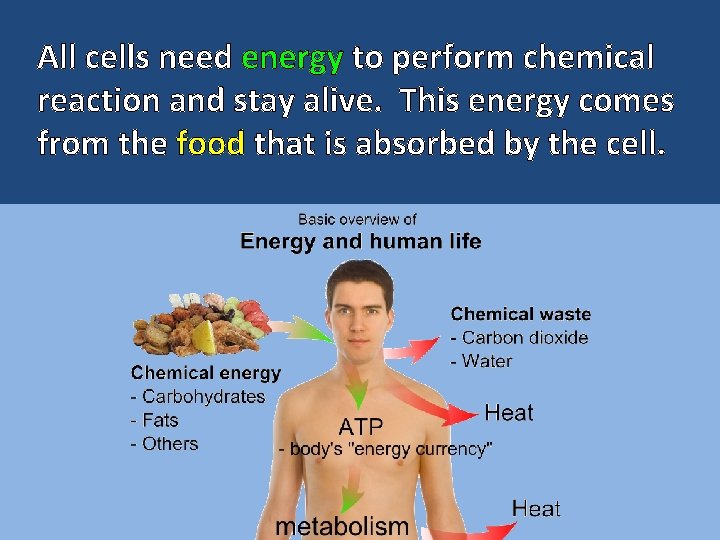 All cells need energy to perform chemical reaction and stay alive. This energy comes