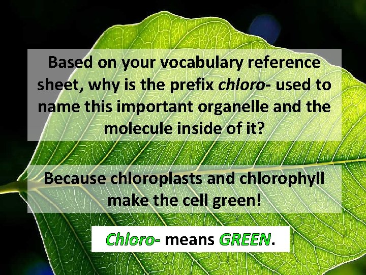 Based on your vocabulary reference sheet, why is the prefix chloro- used to name