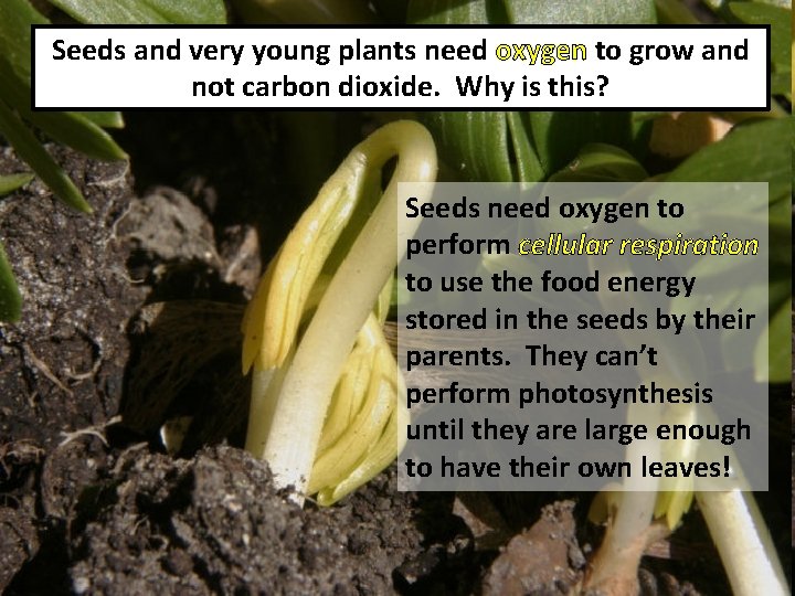 Seeds and very young plants need oxygen to grow and not carbon dioxide. Why