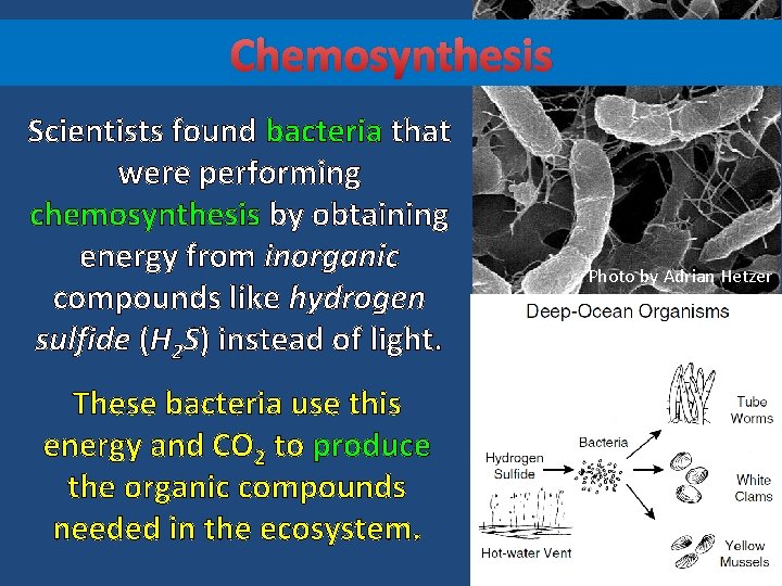 Chemosynthesis Scientists found bacteria that were performing chemosynthesis by obtaining energy from inorganic compounds