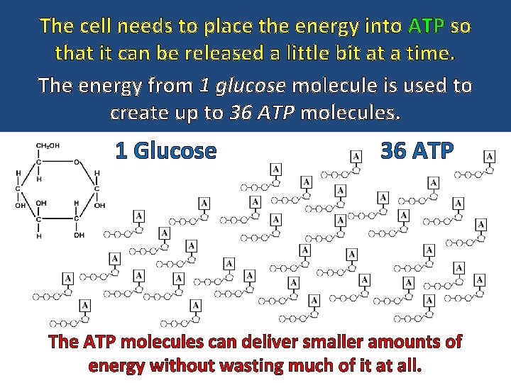 The cell needs to place the energy into ATP so that it can be