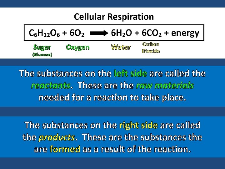 Sugar (Glucose) Oxygen Water Carbon Dioxide The substances on the left side are called