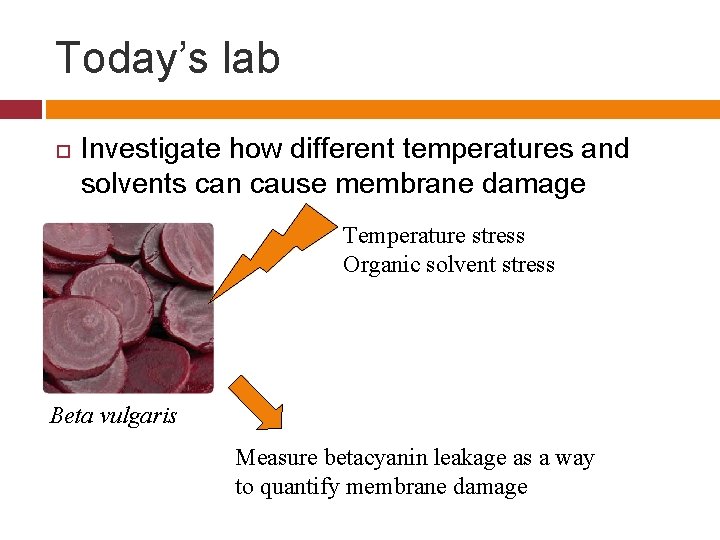 Today’s lab Investigate how different temperatures and solvents can cause membrane damage Temperature stress