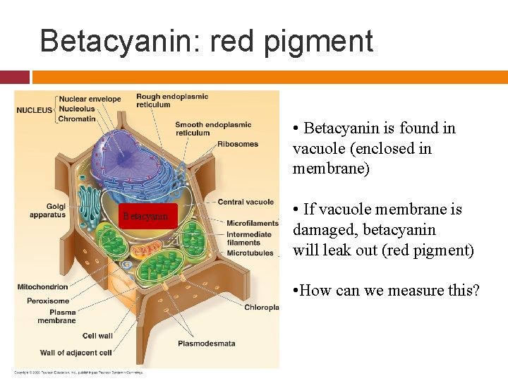 Betacyanin: red pigment • Betacyanin is found in vacuole (enclosed in membrane) Betacyanin •
