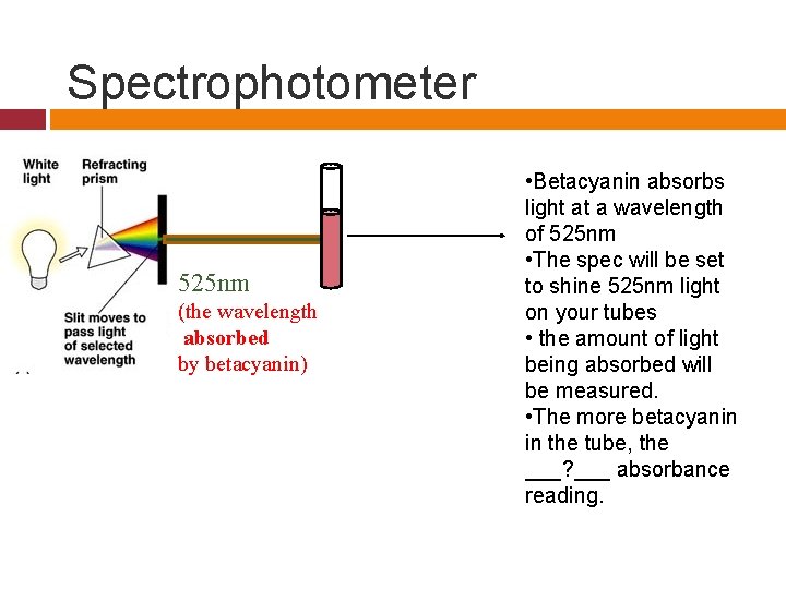 Spectrophotometer 525 nm (the wavelength absorbed by betacyanin) • Betacyanin absorbs light at a