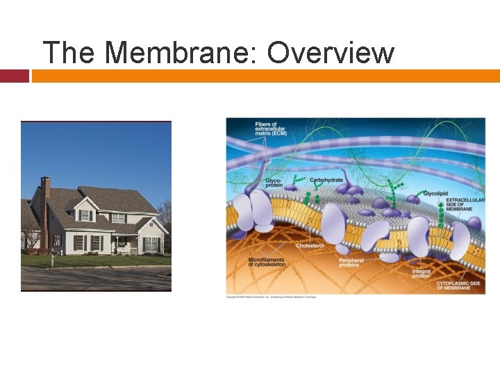 The Membrane: Overview 