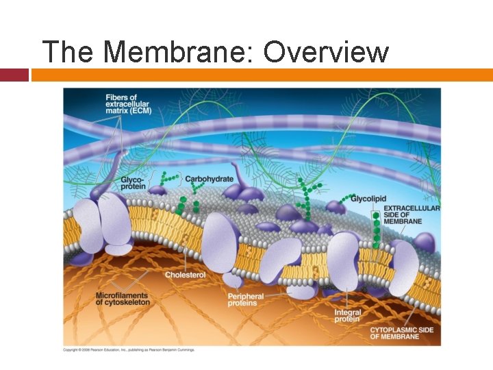 The Membrane: Overview 