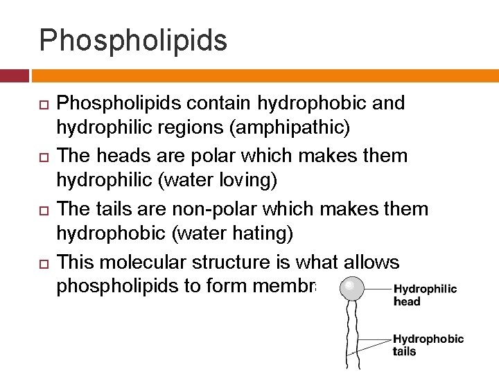 Phospholipids Phospholipids contain hydrophobic and hydrophilic regions (amphipathic) The heads are polar which makes