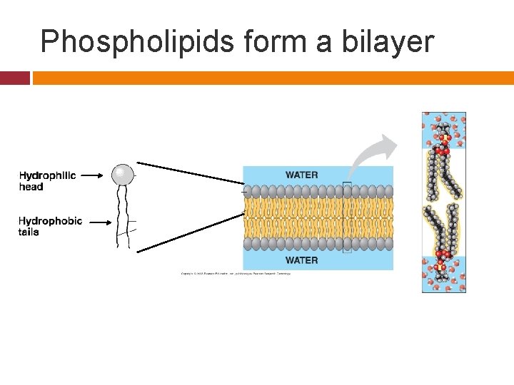Phospholipids form a bilayer 