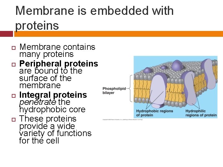 Membrane is embedded with proteins Membrane contains many proteins Peripheral proteins are bound to