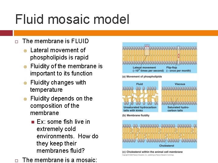 Fluid mosaic model The membrane is FLUID Lateral movement of phospholipids is rapid Fluidity