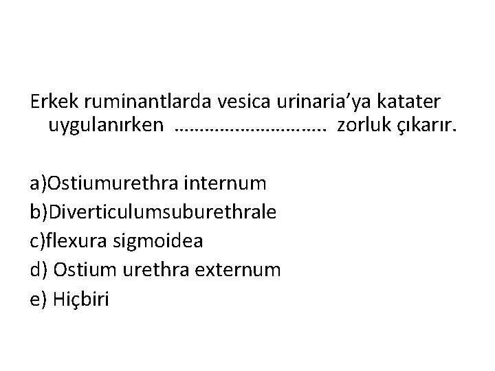 Erkek ruminantlarda vesica urinaria’ya katater uygulanırken ……………. . zorluk çıkarır. a)Ostiumurethra internum b)Diverticulumsuburethrale c)flexura