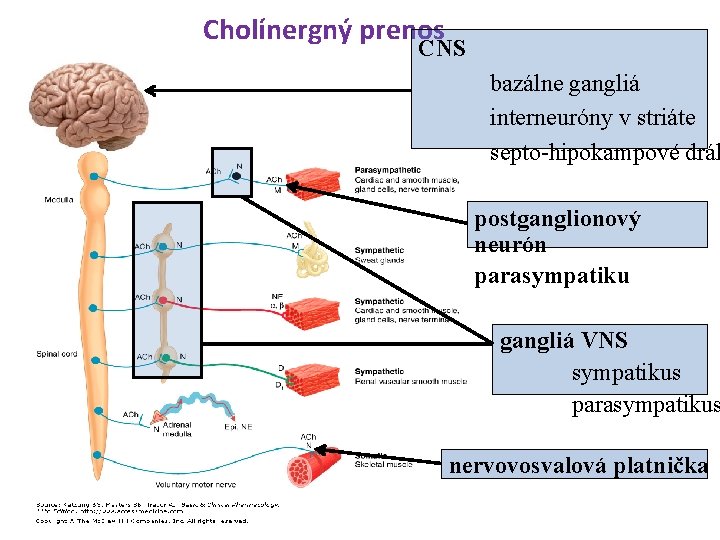 Cholínergný prenos CNS bazálne gangliá interneuróny v striáte septo-hipokampové dráh postganglionový neurón parasympatiku gangliá