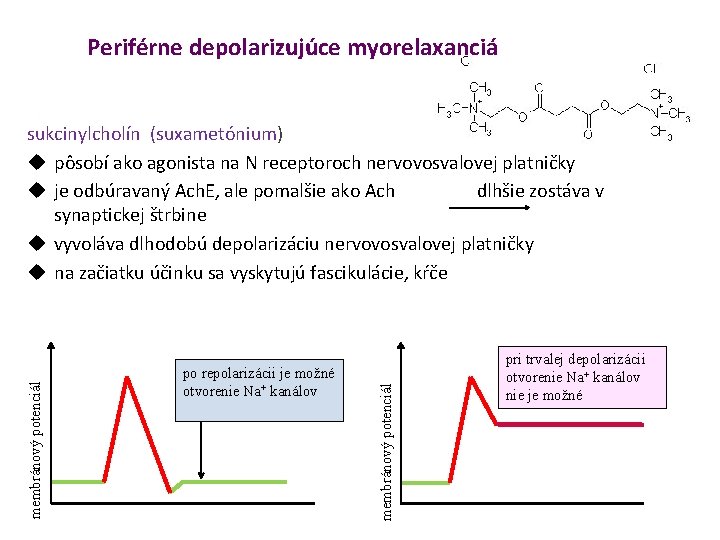 Periférne depolarizujúce myorelaxanciá po repolarizácii je možné otvorenie Na+ kanálov membránový potenciál sukcinylcholín (suxametónium)