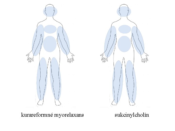 kurareformné myorelaxans sukcinylcholín 