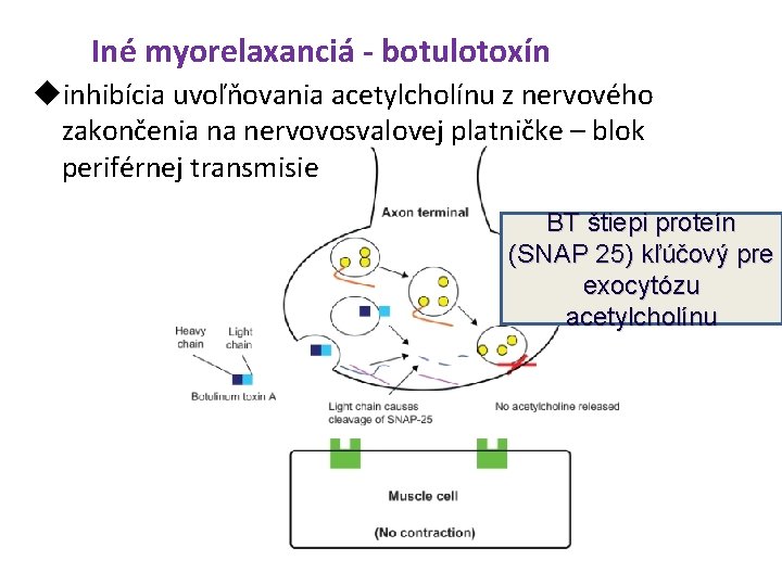 Iné myorelaxanciá - botulotoxín inhibícia uvoľňovania acetylcholínu z nervového zakončenia na nervovosvalovej platničke –