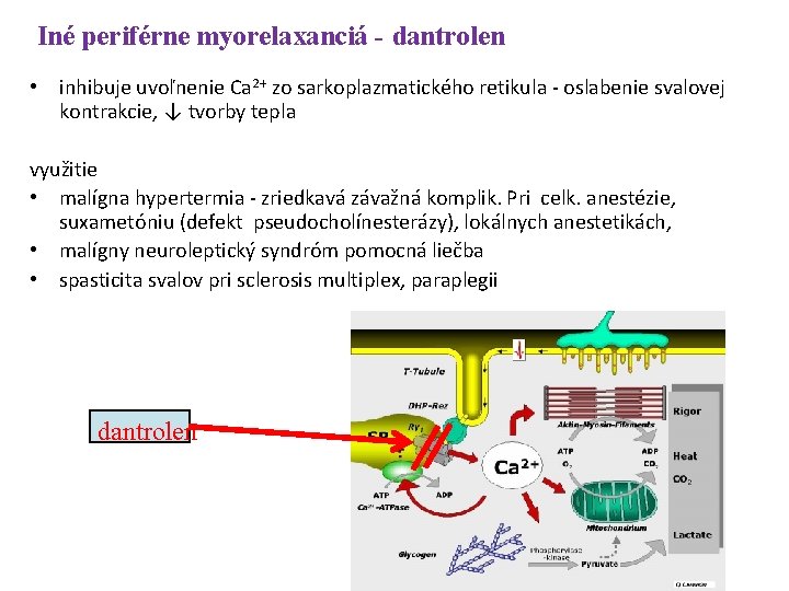 Iné periférne myorelaxanciá - dantrolen • inhibuje uvoľnenie Ca 2+ zo sarkoplazmatického retikula -