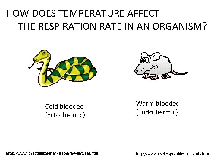 HOW DOES TEMPERATURE AFFECT THE RESPIRATION RATE IN AN ORGANISM? Cold blooded (Ectothermic) http: