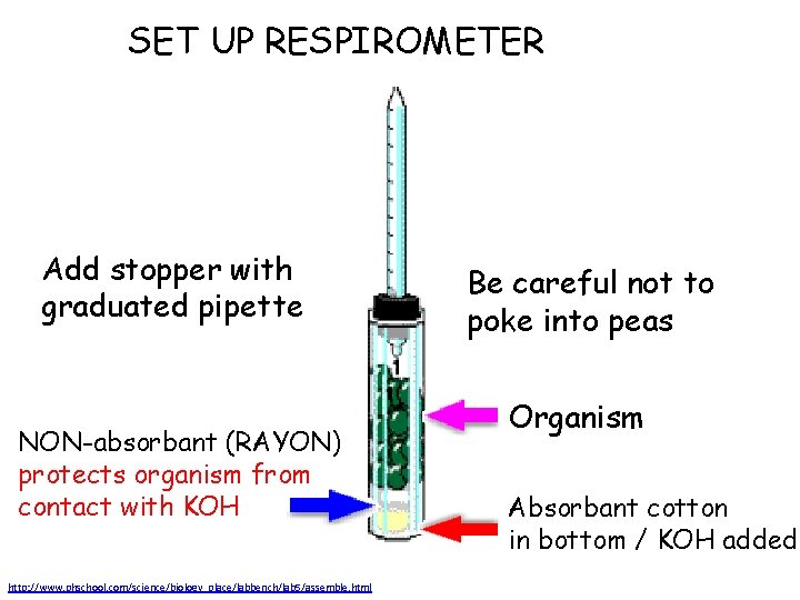 SET UP RESPIROMETER Add stopper with graduated pipette NON-absorbant (RAYON) protects organism from contact