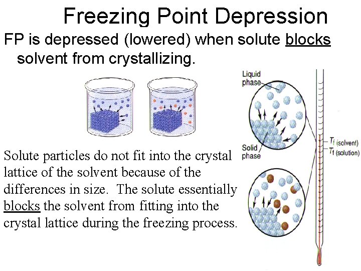 Freezing Point Depression FP is depressed (lowered) when solute blocks solvent from crystallizing. Solute