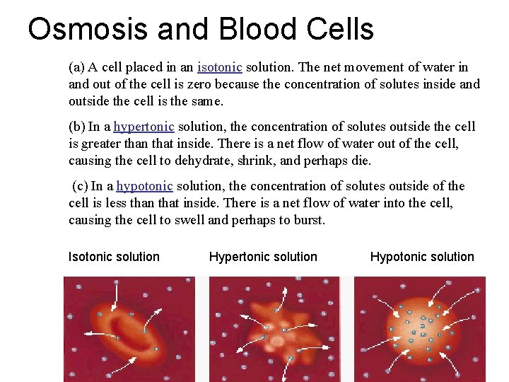 Osmosis and Blood Cells (a) A cell placed in an isotonic solution. The net