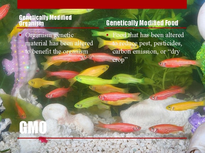 Genetically Modified Organism • Organism genetic material has been altered to benefit the organism
