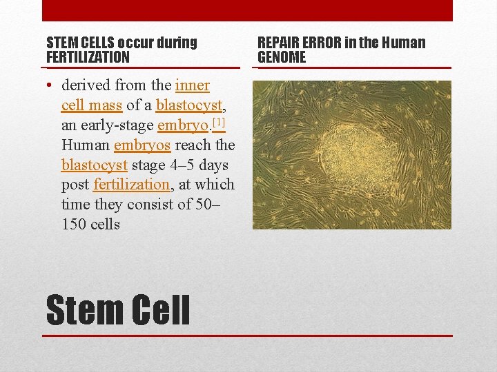 STEM CELLS occur during FERTILIZATION • derived from the inner cell mass of a