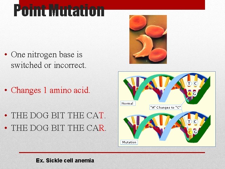 Point Mutation • One nitrogen base is switched or incorrect. • Changes 1 amino