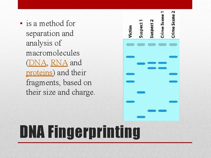  • is a method for separation and analysis of macromolecules (DNA, RNA and