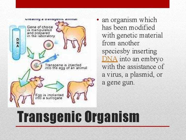  • an organism which has been modified with genetic material from another speciesby