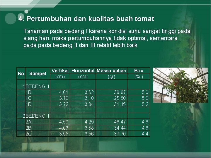 4. Pertumbuhan dan kualitas buah tomat Tanaman pada bedeng I karena kondisi suhu sangat