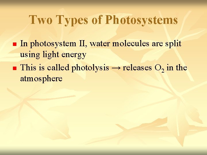 Two Types of Photosystems n n In photosystem II, water molecules are split using