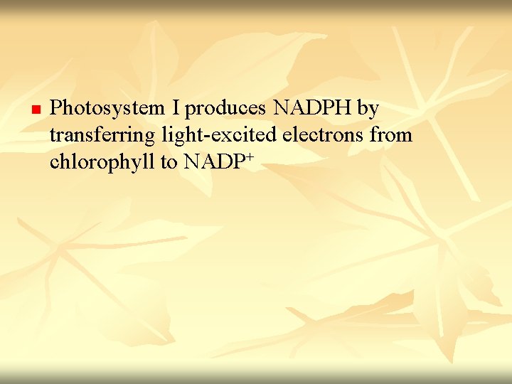 n Photosystem I produces NADPH by transferring light-excited electrons from chlorophyll to NADP+ 