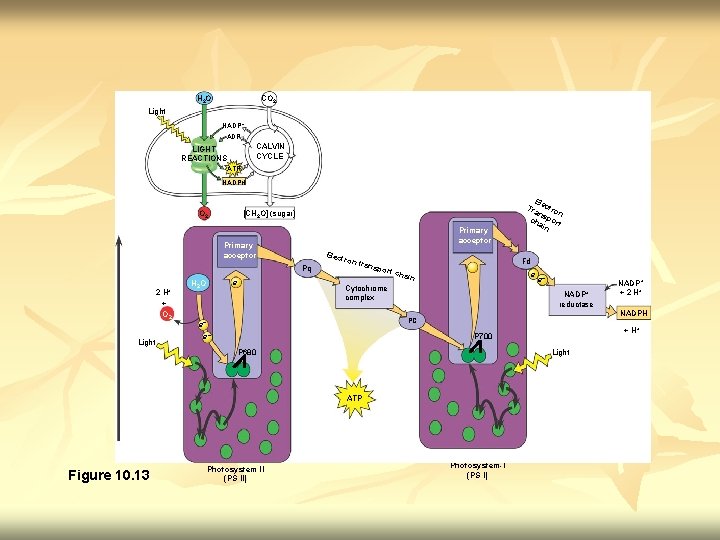 H 2 O CO 2 Light NADP+ ADP CALVIN CYCLE LIGHT REACTIONS ATP NADPH