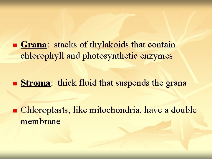 n n n Grana: stacks of thylakoids that contain chlorophyll and photosynthetic enzymes Stroma: