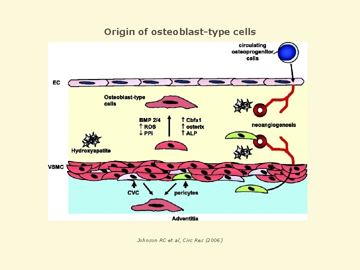 Origin of osteoblast-type cells Johnson RC et al, Circ Res (2006) 