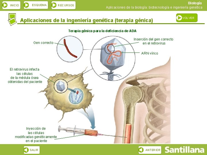 INICIO ESQUEMA RECURSOS Biología Aplicaciones de la biología: biotecnología e ingeniería genética Aplicaciones de