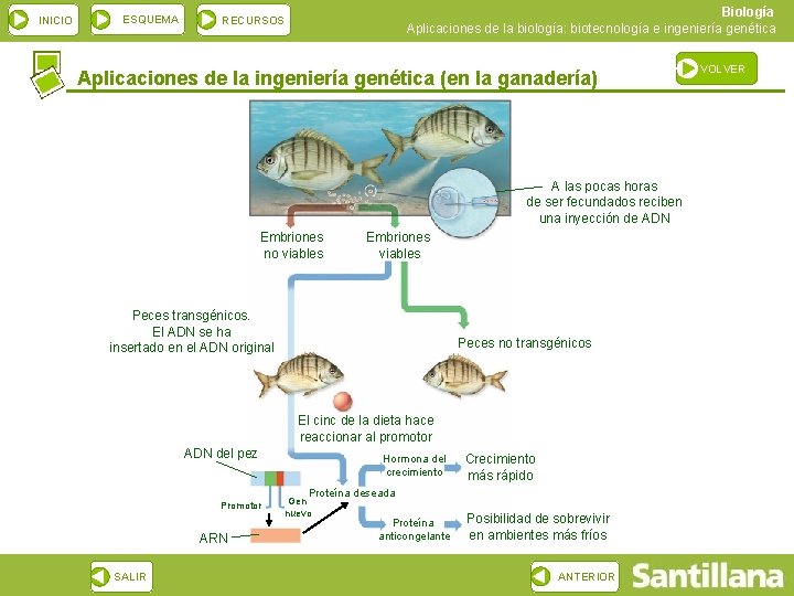 INICIO ESQUEMA Biología Aplicaciones de la biología: biotecnología e ingeniería genética RECURSOS Aplicaciones de