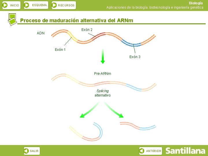 INICIO ESQUEMA Biología Aplicaciones de la biología: biotecnología e ingeniería genética RECURSOS Proceso de