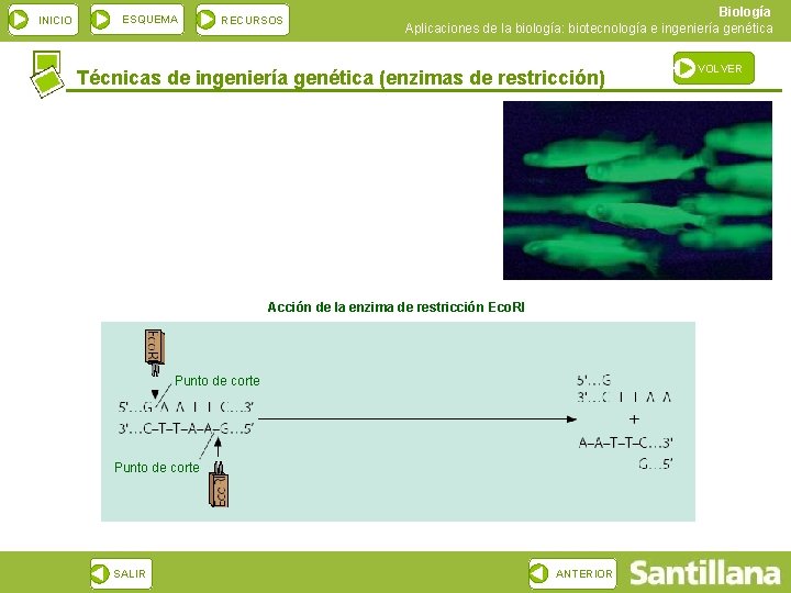 INICIO ESQUEMA RECURSOS Biología Aplicaciones de la biología: biotecnología e ingeniería genética Técnicas de