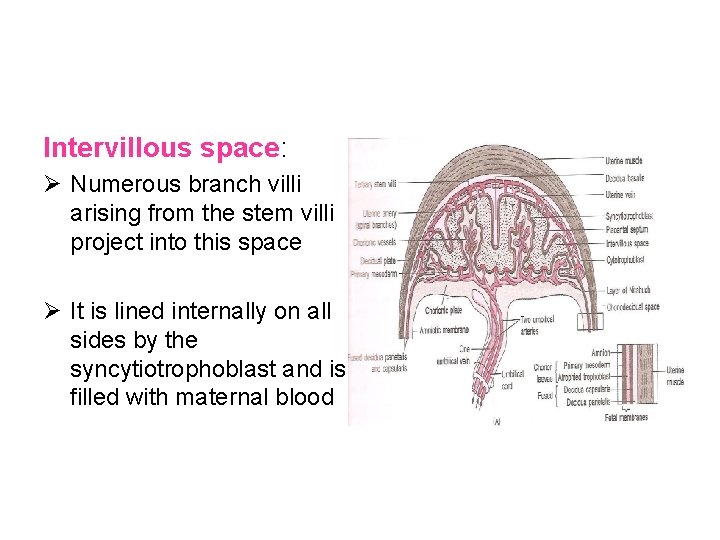 Intervillous space: Ø Numerous branch villi arising from the stem villi project into this Intervillous space: Ø Numerous branch villi arising from the stem villi project into this