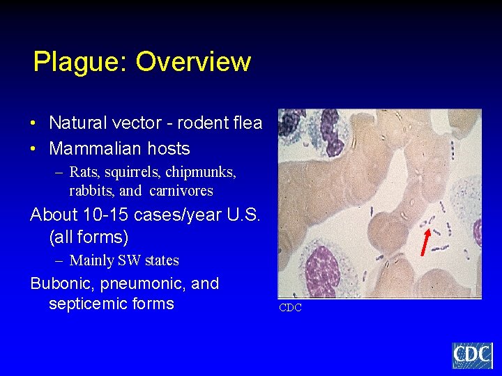 Plague: Overview • Natural vector - rodent flea • Mammalian hosts – Rats, squirrels,