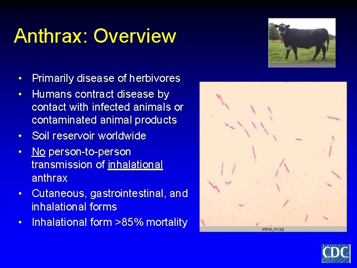 Anthrax: Overview • Primarily disease of herbivores • Humans contract disease by contact with